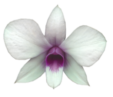 blomma former isolerat över transparent bakgrund, blommor ClipArt png illustration