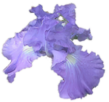 flor formas isolado sobre transparente fundo, flores clipart png ilustração