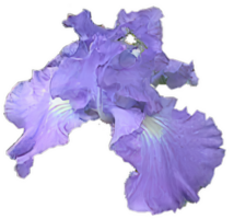 fiore forme isolato al di sopra di trasparente sfondo, fiori clipart png illustrazione