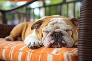 AI generated Cute english bulldog enjoying a cozy nap on the comfortable sofa with space for text photo