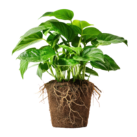 AI generated A potted houseplant with a healthy root system isolated on transparent background. Modern Indoor plant with visible roots in soil png