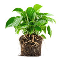 ai généré une mis en pot plante d'appartement avec vert feuilles et une en bonne santé racine système isolé sur transparent Contexte. moderne plante avec visible les racines png