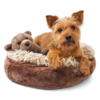 ai gegenereerd een huisdier bed met een zacht kussen met hond puppy zittend geïsoleerd Aan transparant achtergrond png