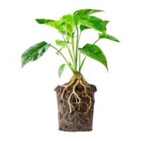 AI generated A potted houseplant with a healthy root system isolated on transparent background. Modern Indoor plant with visible roots in soil png