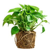 ai généré une mis en pot plante d'appartement avec vert feuilles et une en bonne santé racine système isolé sur transparent Contexte. moderne plante avec visible les racines png