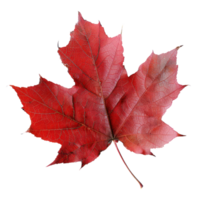 AI generated red maple leaf isolated on transaprent background png