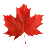 AI generated red maple leaf isolated on transaprent background. Canadian national flag symbol leaf cutout clipart png