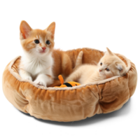 AI generated A pet bed with a soft cushion with Cat and Kitten sitting isolated on transparent background png