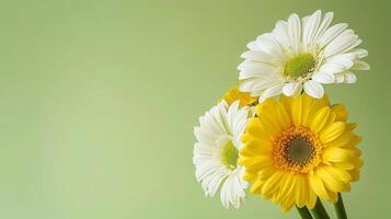 AI generated Three white and yellow daisies on green background photo