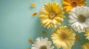 AI generated Yellow gerbera flowers and petals on light blue background photo