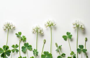 AI generated Clover flowers and leaves in row on white background photo
