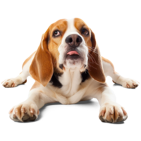 AI generated Playful Beagle dog on Transparent Background. Curious dog cutout PNG