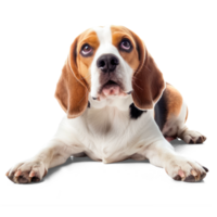 ai genererad lekfull beagle hund på transparent bakgrund. nyfiken hund Skära ut png