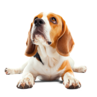 ai gerado brincalhão beagle cachorro em transparente fundo. curioso cachorro Cortar fora png