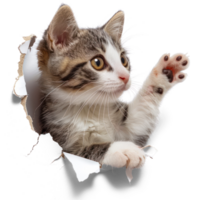 ai généré espiègle chat dans déchiré papier trou. chat furtivement par papier transparent coupé png