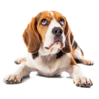 ai généré espiègle beagle chien sur transparent Contexte. curieuse chien coupé png