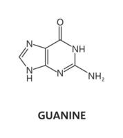 guanina nucleico ácido, nitrogenado base fórmula vector