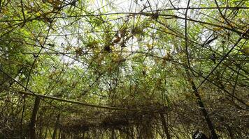 Green tunnel formed by arched bamboo trees on dirty road on rural area. A breathtaking bamboo tunnel a tranquil and enchanting path through lush greenery. video