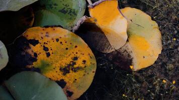 grupp av grodyngel i en damm på en lotus lämna. amfibie vilda djur och växter vatten djur- grodyngel till vara groda. video