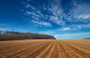 AI generated Plowed field and forest in the background photo