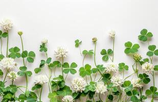 ai generado trébol y blanco flores en blanco antecedentes foto