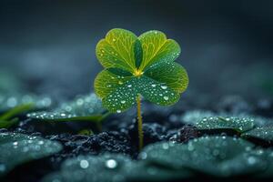 AI generated Green four leaf clover and single yellow leaf with dew drops on it growing in the soil macro with copy space photo