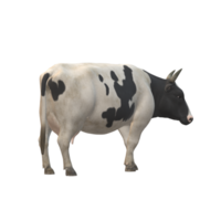 Black and white spotted cow 3D Rendering png