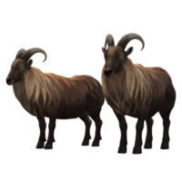 sheep  Eid al Adha  3D Rendering png