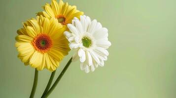 AI generated Two yellow and white daisies on green background photo