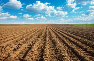 ai generado surcos. agrícola campo en cuales crecer patatas foto