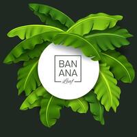 Banana Leaves Banner, Green Tropical Leaf, Realistic and Look Fresh, Vector Illustration