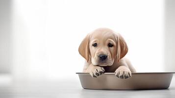 AI generated Cute labrador puppy with food bowl - adorable pet sitting on white background with space for text photo