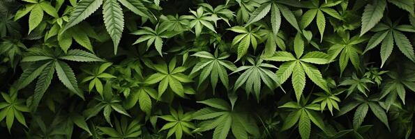 AI generated Vibrant fresh marijuana leaves background ideal for banner design with ample copy space photo