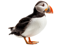 AI generated puffin bird on transparent background png