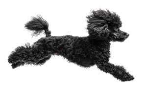 ai generiert ein schwarz Pudel Hund Springen im das Luft auf ein transparent Hintergrund png