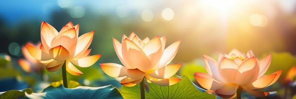 AI generated Beautiful lotus flowers banner with blurred defocused background and copy space for text photo
