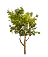 Green tree isolated on transparent background with clipping path, single tree with clipping path and alpha channel png