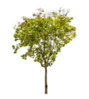 Green tree isolated on transparent background with clipping path, single tree with clipping path and alpha channel png