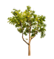 Green tree isolated on transparent background with clipping path, single tree with clipping path and alpha channel png