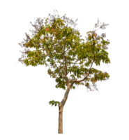 Green tree isolated on transparent background with clipping path, single tree with clipping path and alpha channel png