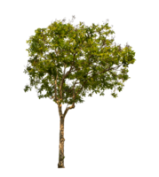 Green tree isolated on transparent background with clipping path, single tree with clipping path and alpha channel png