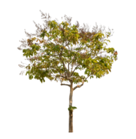 Green tree isolated on transparent background with clipping path, single tree with clipping path and alpha channel png