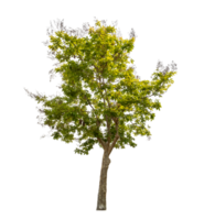 Green tree isolated on transparent background with clipping path, single tree with clipping path and alpha channel png