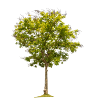 Green tree isolated on transparent background with clipping path, single tree with clipping path and alpha channel png