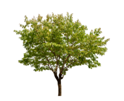 Green tree isolated on transparent background with clipping path, single tree with clipping path and alpha channel png