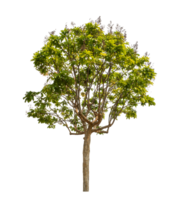 Green tree isolated on transparent background with clipping path, single tree with clipping path and alpha channel png