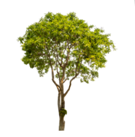 Green tree isolated on transparent background with clipping path, single tree with clipping path and alpha channel png