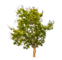 Green tree isolated on transparent background with clipping path, single tree with clipping path and alpha channel png