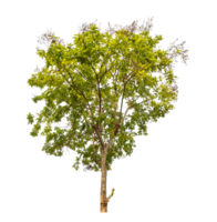 Green tree isolated on transparent background with clipping path, single tree with clipping path and alpha channel png