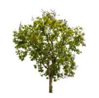 Green tree isolated on transparent background with clipping path, single tree with clipping path and alpha channel png